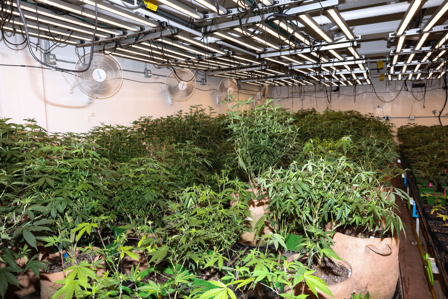042024-lt-nws-cannabis-farm-p--8.jpg